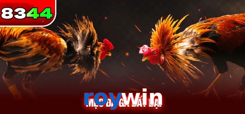 Đá gà roywin có sức hấp dẫn